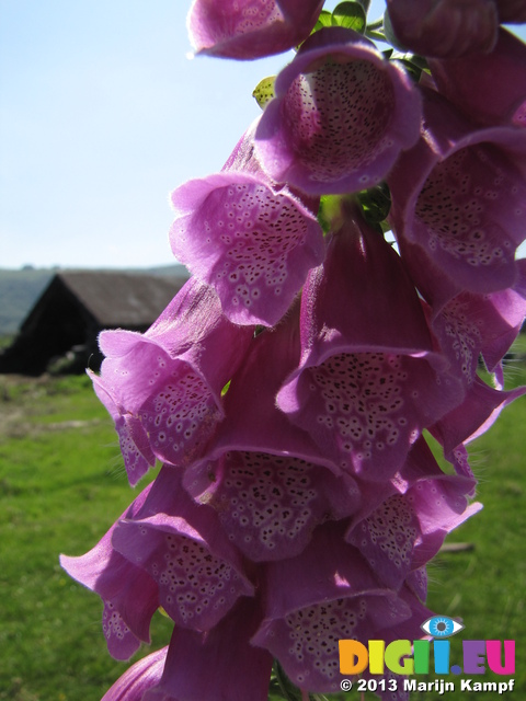 SX29104 Foxglove